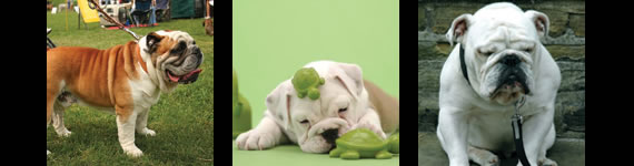 Bulldog images