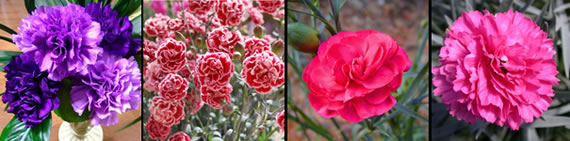 carnation photo gallery