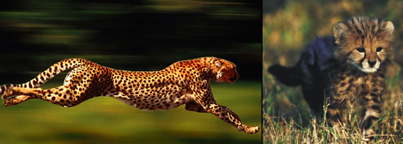 cheetah images