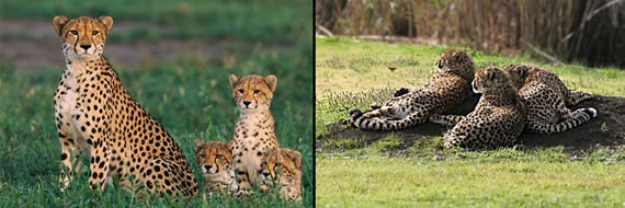cheetah images