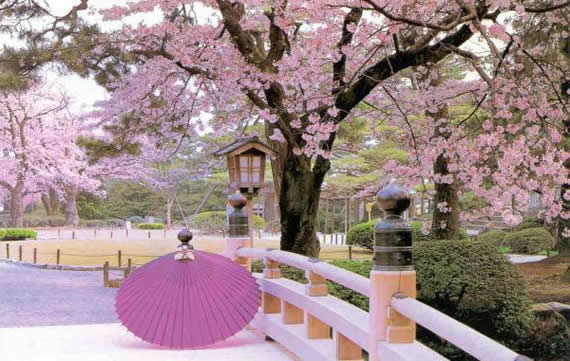 Japanese cherry blossom photo