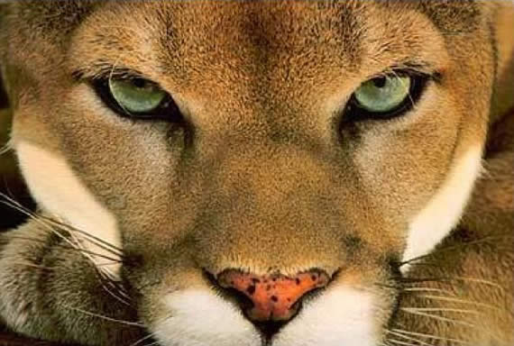 Close up of a cougar photo