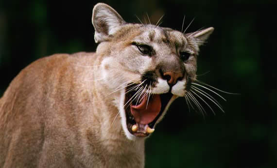 Cougar - mountain lion photo