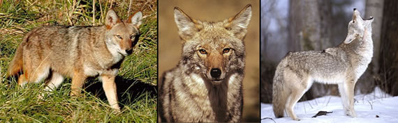 images of coyotes