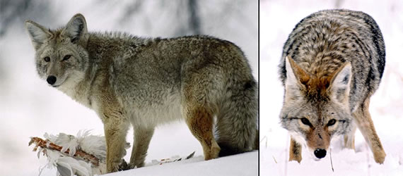 images of coyotes in the snow