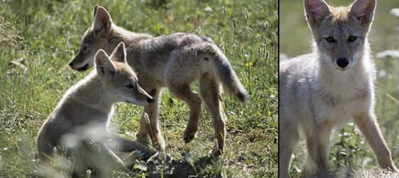 images of coyote pups