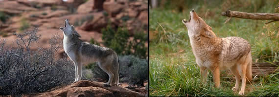 images of coyotes howling