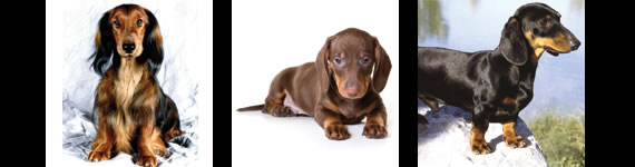 dachshund images