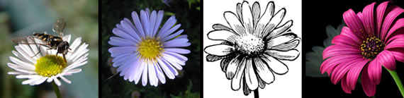 Daisy images