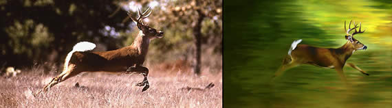 Deer photos