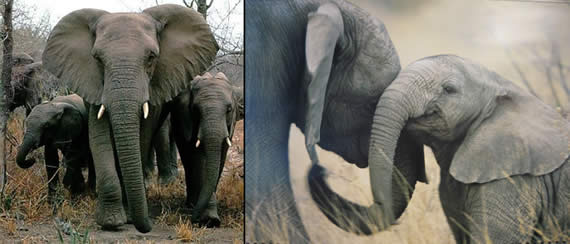 photos of elephants