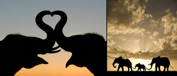 photos of elephants