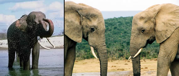 photos of elephants
