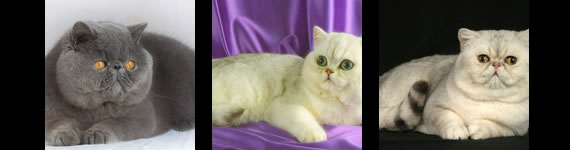 Exotic Shorthair cat images