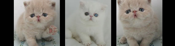 Exotic Shorthair cat images