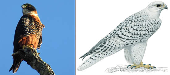 Falcon images