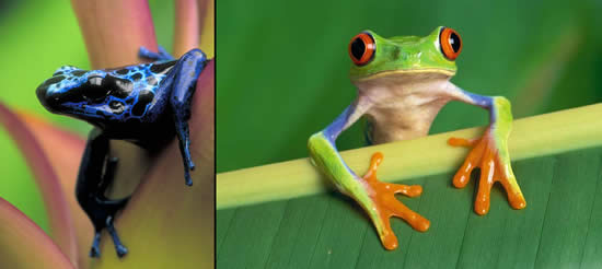 Frog images