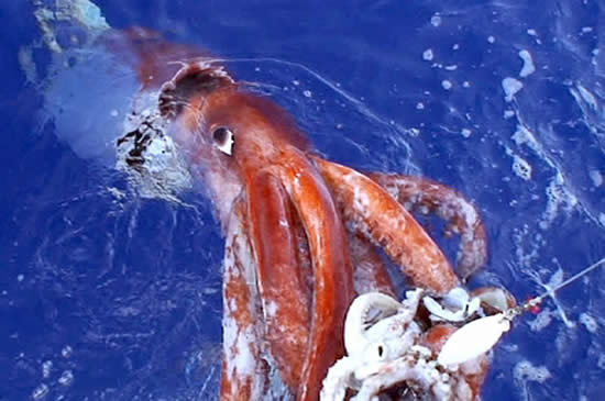 Giant squid