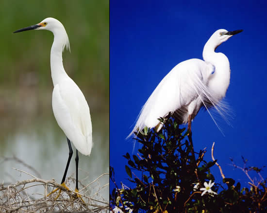 Images of herons