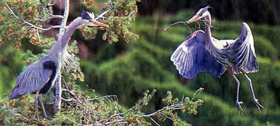 Heron Tattoo