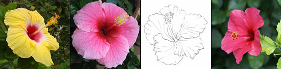 hibiscus photo gallery