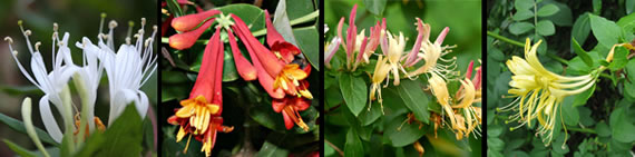 honeysuckle photo gallery