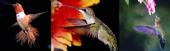 images of hummingbirds