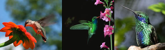 Hummingbird images