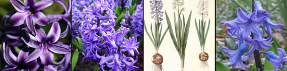 hyacinth photo gallery