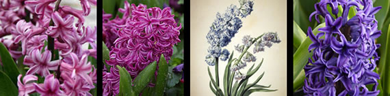 images of hyacinth flowers and plants