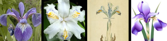 images of iris flowers