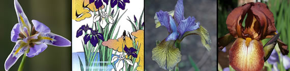 iris photo gallery