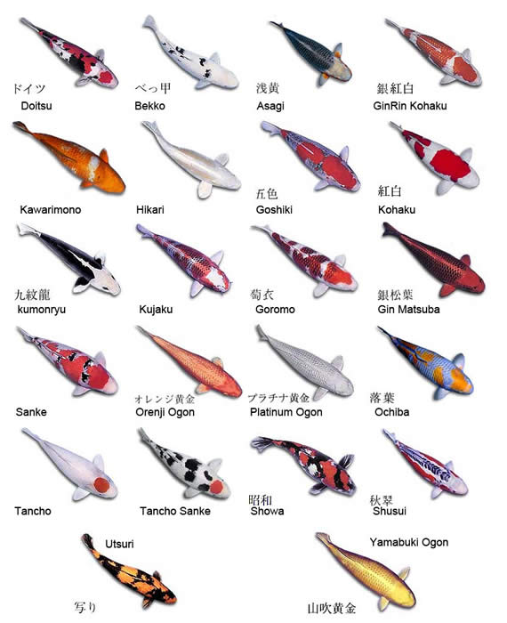 Common koi fish names