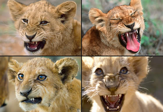 lion cub photos