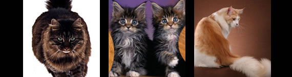 Maine Coon cat images
