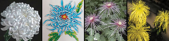 Chrysanthemum images
