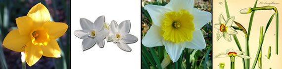 narcissus photo gallery