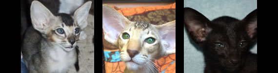 Oriental Shorthair cat images