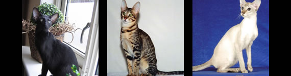 Oriental Shorthair cat images