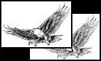 Osprey tattoos