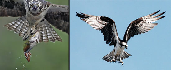 Osprey images