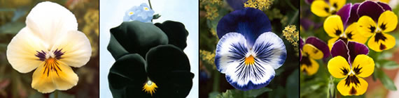 pansy photo gallery