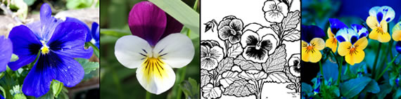 pansy photo gallery