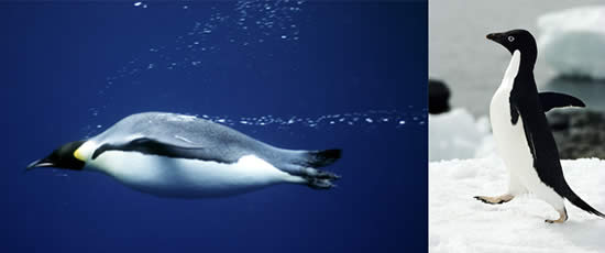 Emperor penguin swimming, Adelie penguin