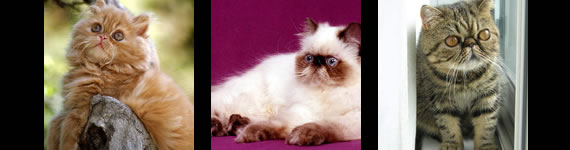 Persian cat images