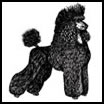 Poodle tattoo symbol meanings
