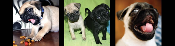 Pug images