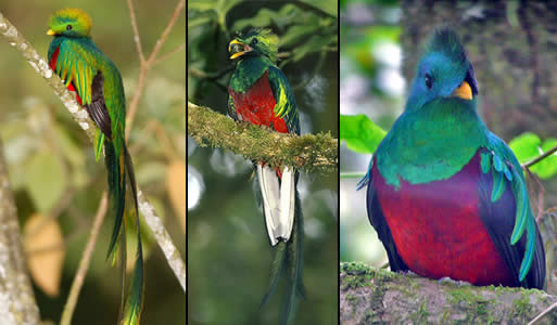 quetzal bird images