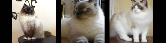 Ragdoll cat images