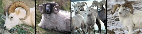 Sheep and ram images